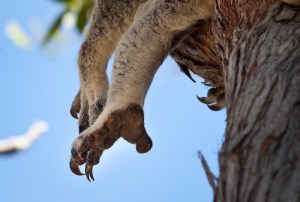 \"Koalas